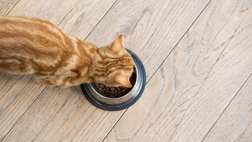 New Kitten Not Eating Causes and Solutions Purina